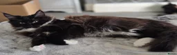 Maine Coon cats for sale: 2 kittens left XL Maine Coon TICA registered  - Advert 5