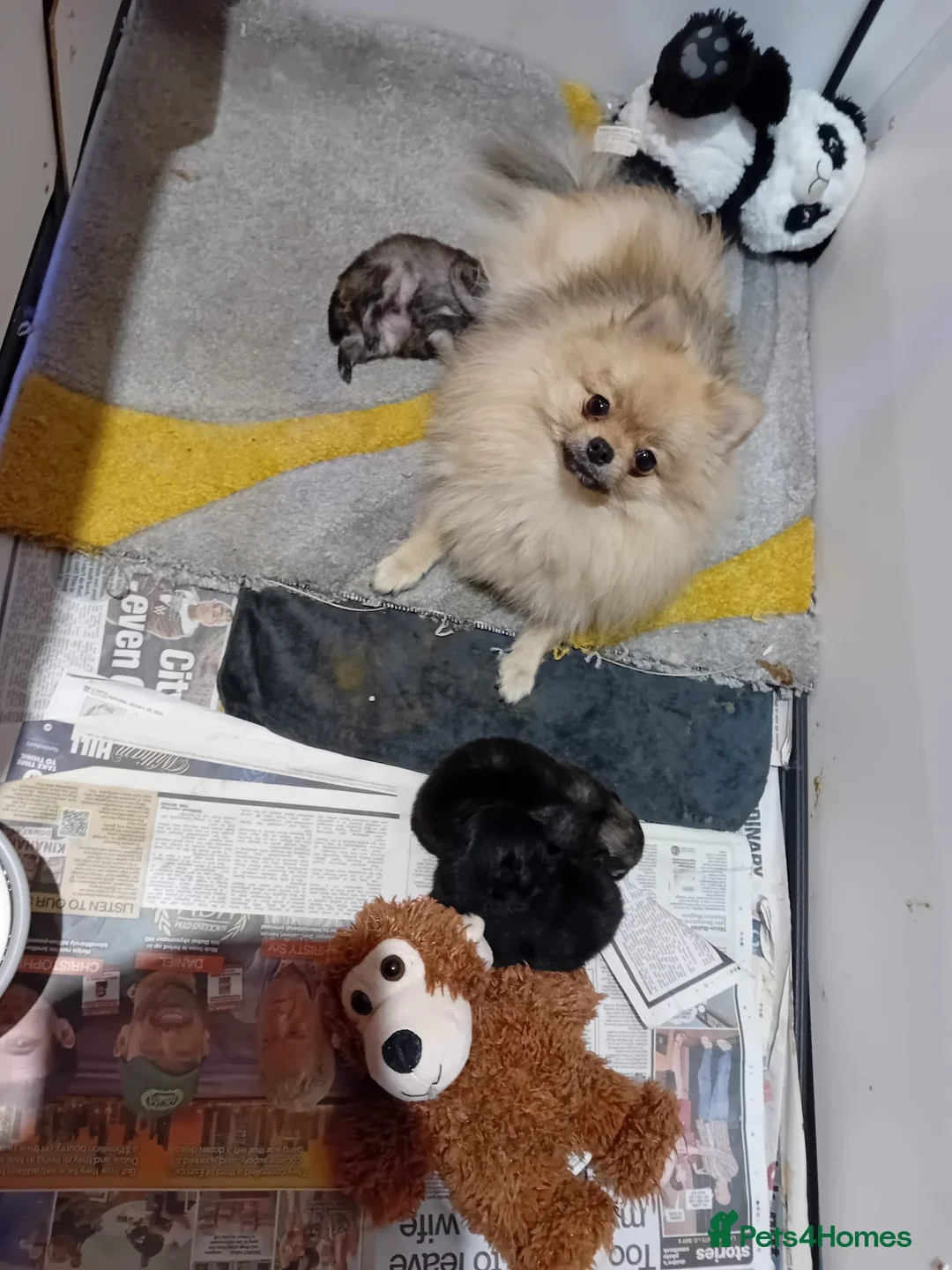 Pomeranian dogs for sale: Beautiful Home-Reared Pomeranian Puppies - Advert 2