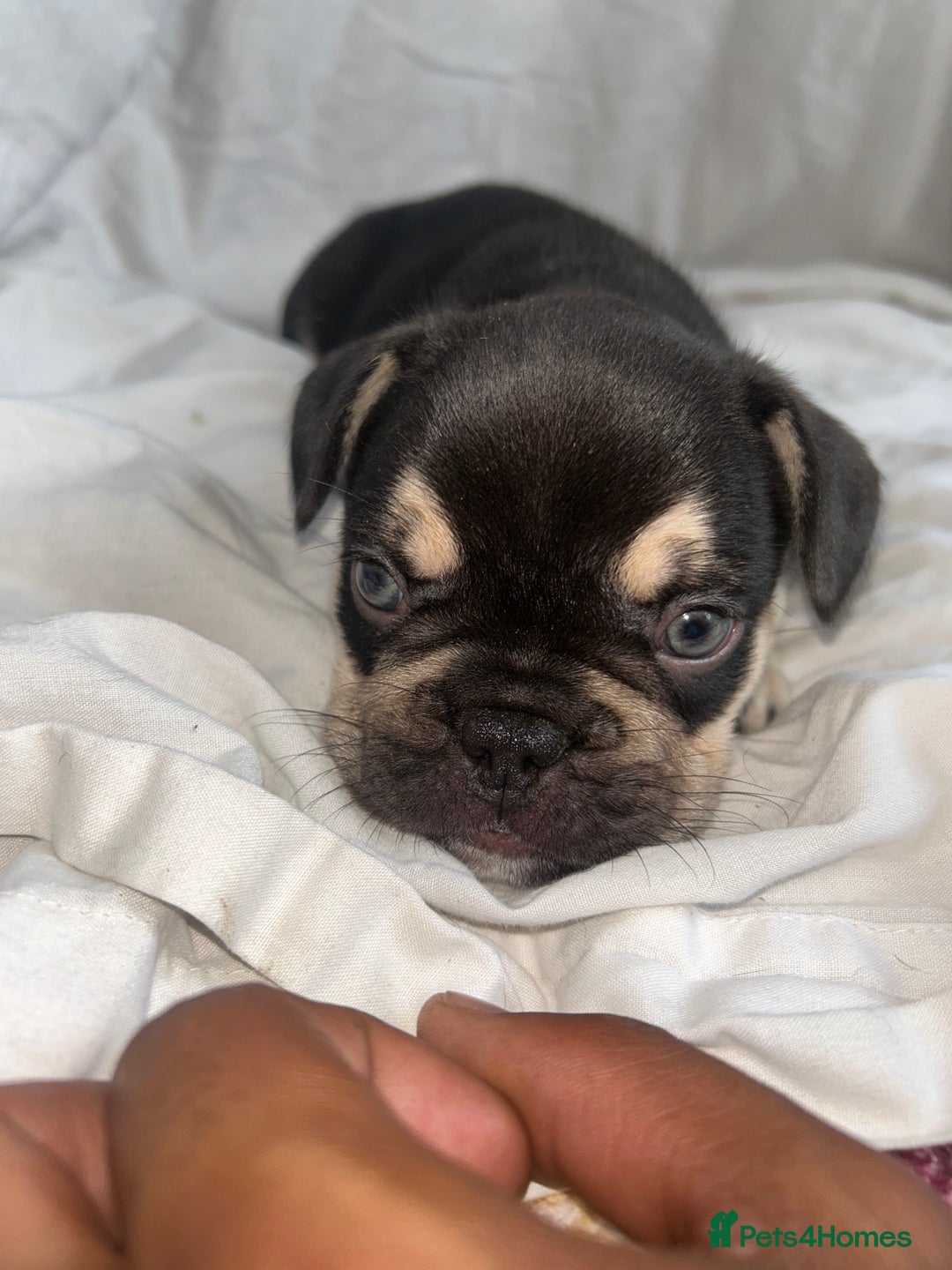 French Bulldog dogs for sale: French bulldog puppies fluffy carriers  - Image 21