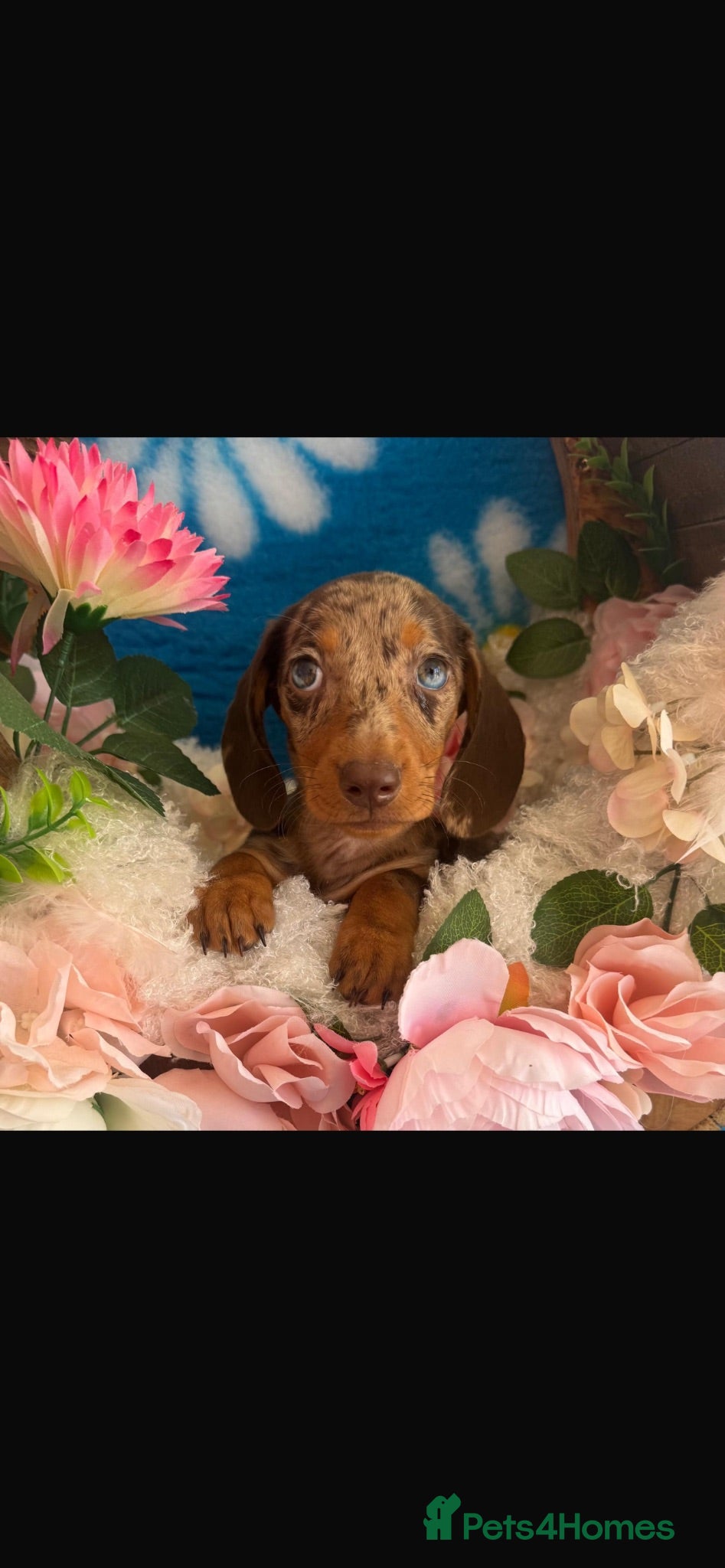 Dachshund dogs Dachshund Puppies - Advert 2