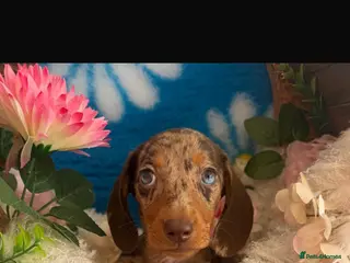 Dachshund dogs Dachshund Puppies - Advert 1