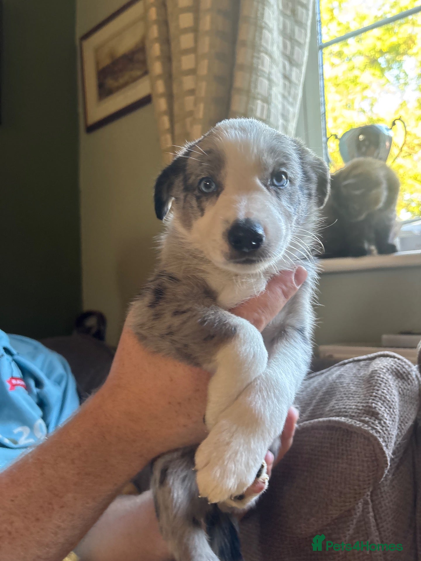 Border Collie dogs 7 Gorgeous Grey Merle Puppies  - Advert 15