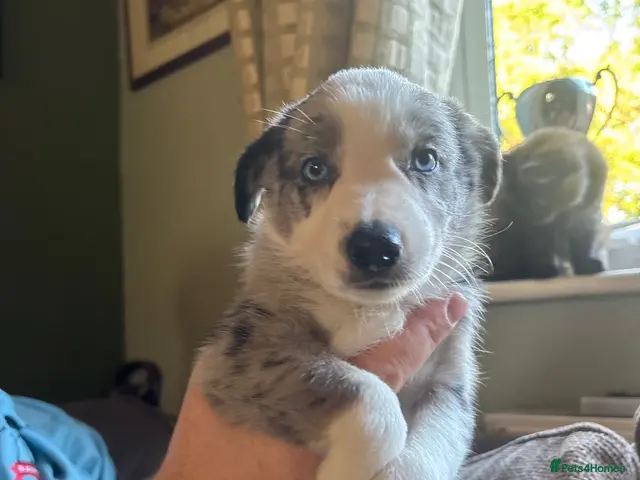 Border Collie dogs 7 Gorgeous Grey Merle Puppies - Advert 8