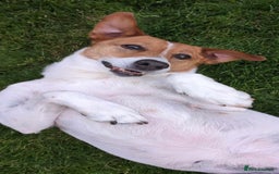 Mixed Breed dogs for adoption: Stevie, female, for foster or adoption - Image 3