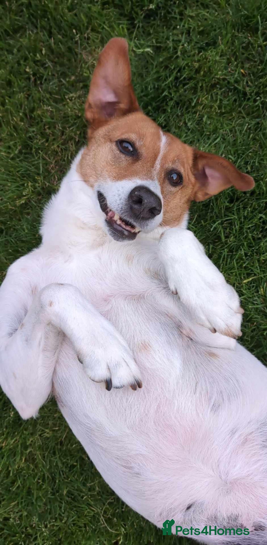 Mixed Breed dogs for adoption: Stevie, female, for foster or adoption - Image 3