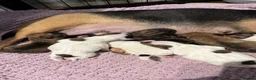 Mixed Breed dogs for sale: Jack Russell x parson Russell puos - Advert 5