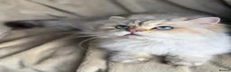 British Longhair cats for sale: BLH Adorable unique kittens TICA in Barnsley - Advert 18