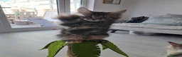 Maine Coon cats for sale: 🌟 1 Stunning Torbie girl left 🌟 TICA reg'd🌟 - Advert 24