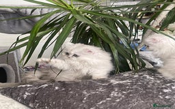 Persian cats for sale: Silver Persian chinchilla kittens, 2 Male 1 Female - Image 3