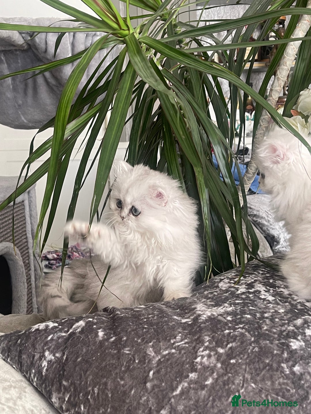 Persian cats for sale: Silver Persian chinchilla kittens, 2 Male 1 Female - Image 3