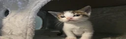Mixed Breed cats for sale: 6 cute mixed kittens - Advert 14
