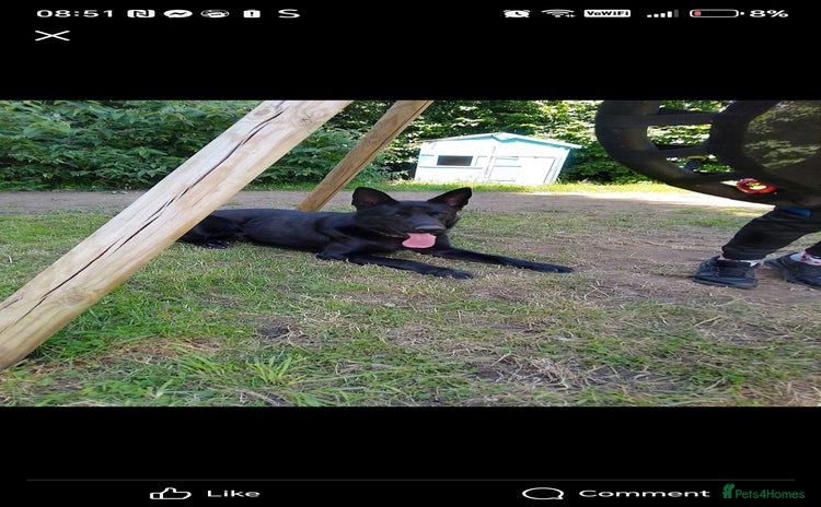 German Shepherd dogs - Advert 11