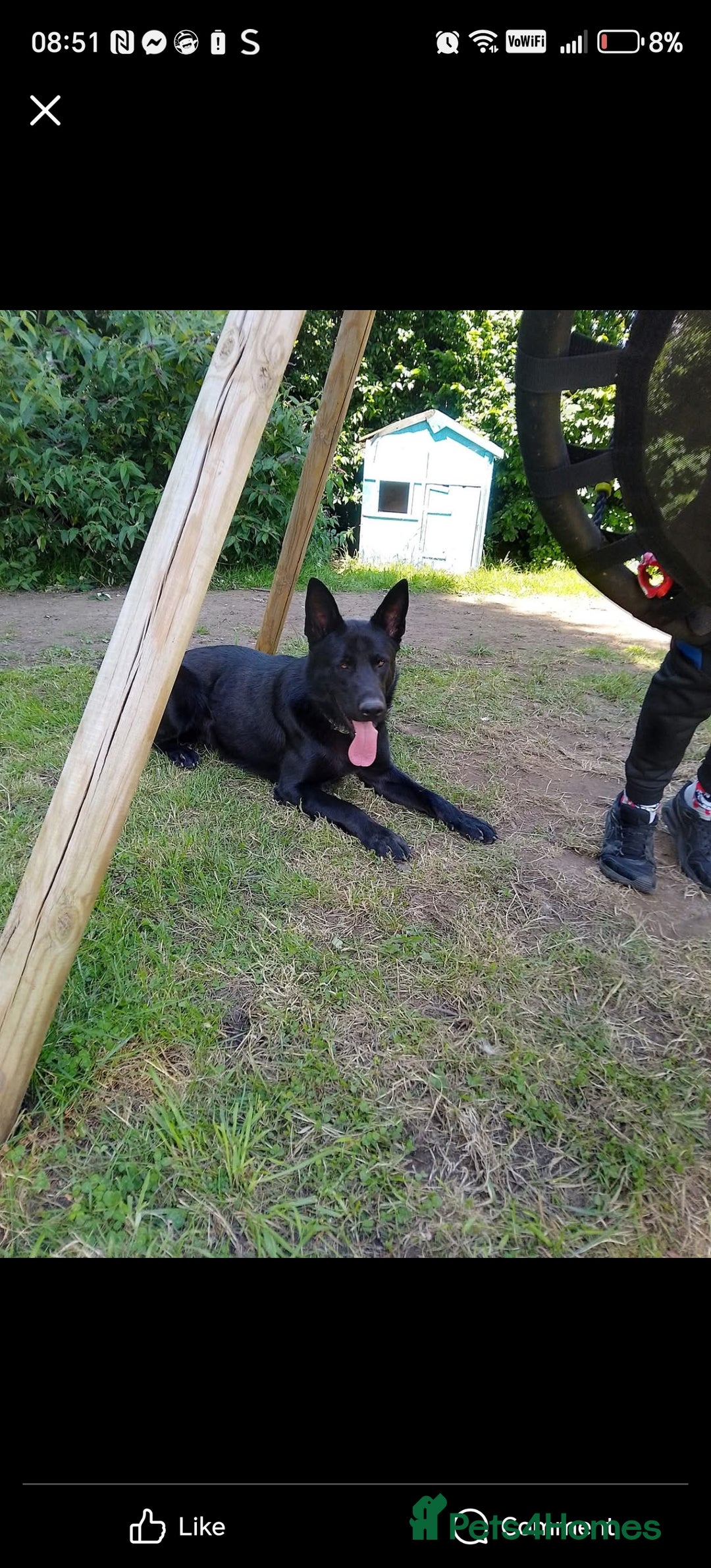 German Shepherd dogs for sale: Keiko - Image 1