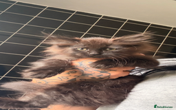Ragdoll cats for sale: Beautiful ragdoll x British longhair kittens 🍫 - Image 3
