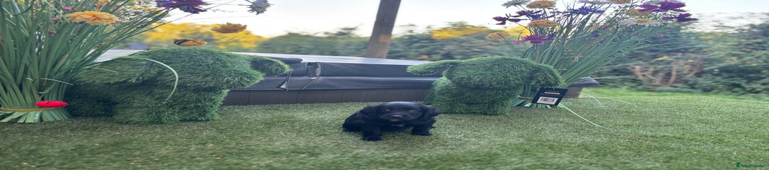 Mixed Breed Puppy 1