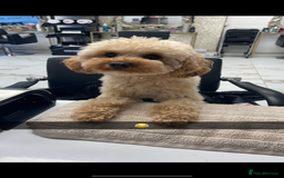 Cavapoo dogs for sale: Minnie and Marnie sad sale due to family split - Image 10