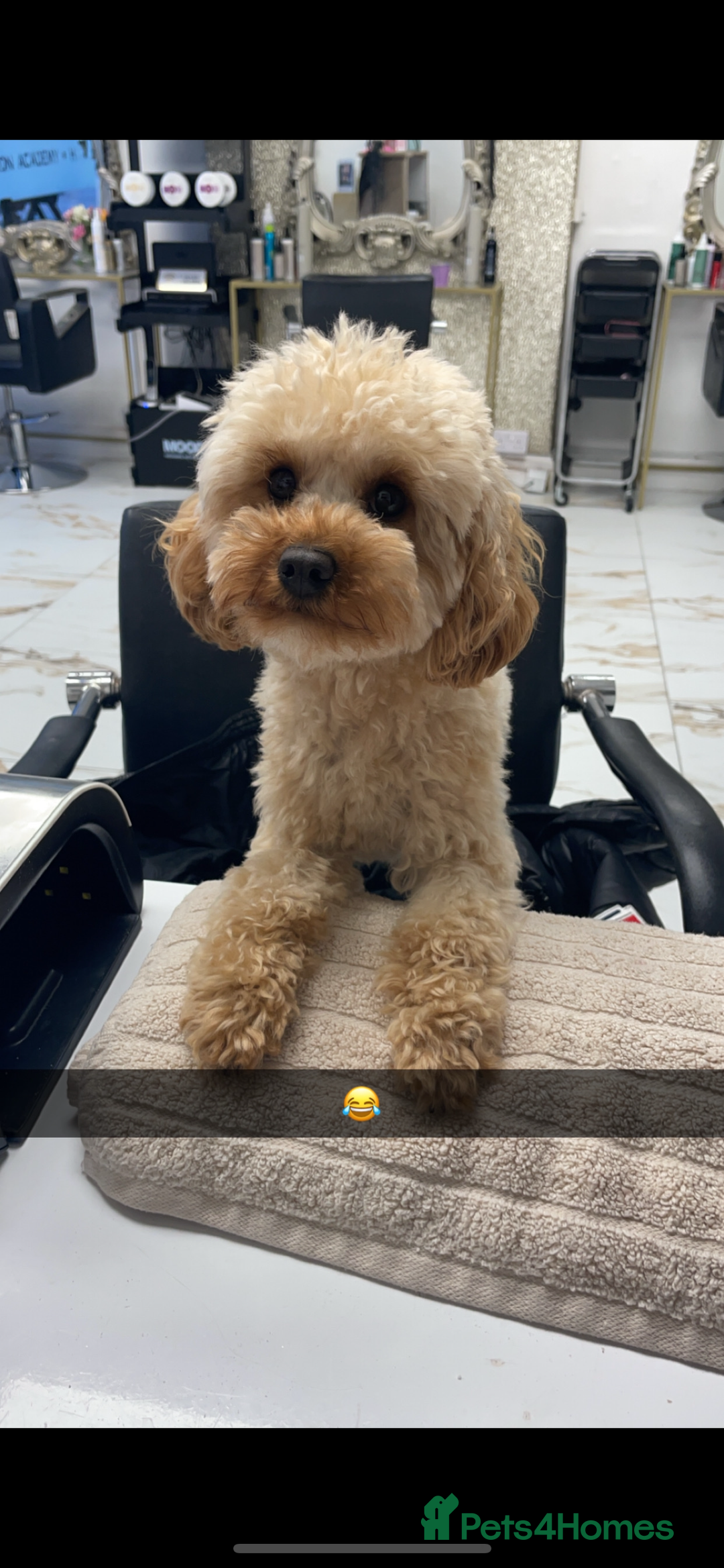 Cavapoo dogs for sale: Minnie and Marnie sad sale due to family split - Image 10