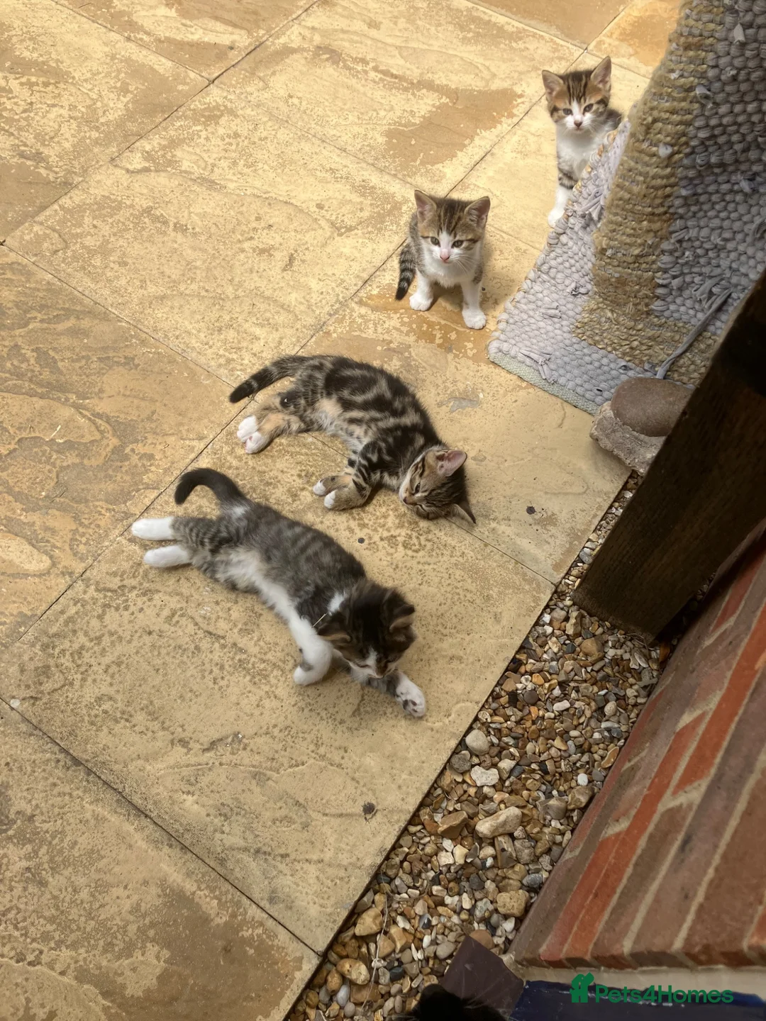 Mixed Breed cats for sale: Mixed breed kittens in Andover - Advert 10