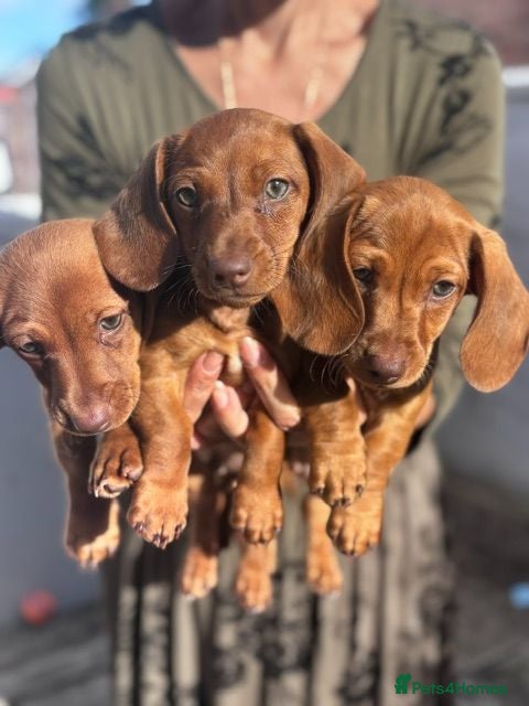 Miniature Dachshund dogs Miniature dachshund puppies - Ready Now!   - Advert 12
