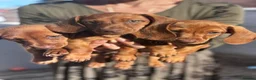 Miniature Dachshund dogs for sale: Miniature dachshund puppies - Ready Now!   - Advert 1