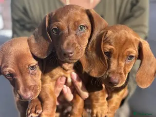 Miniature Dachshund dogs Miniature dachshund puppies - Ready Now! - Advert 12