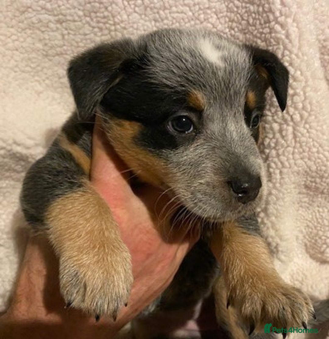 Australian Cattle Dog dogs for sale: Australian Cattle Dog Puppies - Advert 2