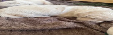 Golden Retriever grey collar