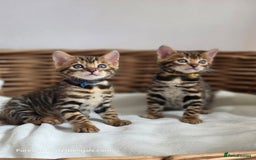 Bengal cats for sale: Gorgeous Pedigree Bengal Kittens  - Image 18