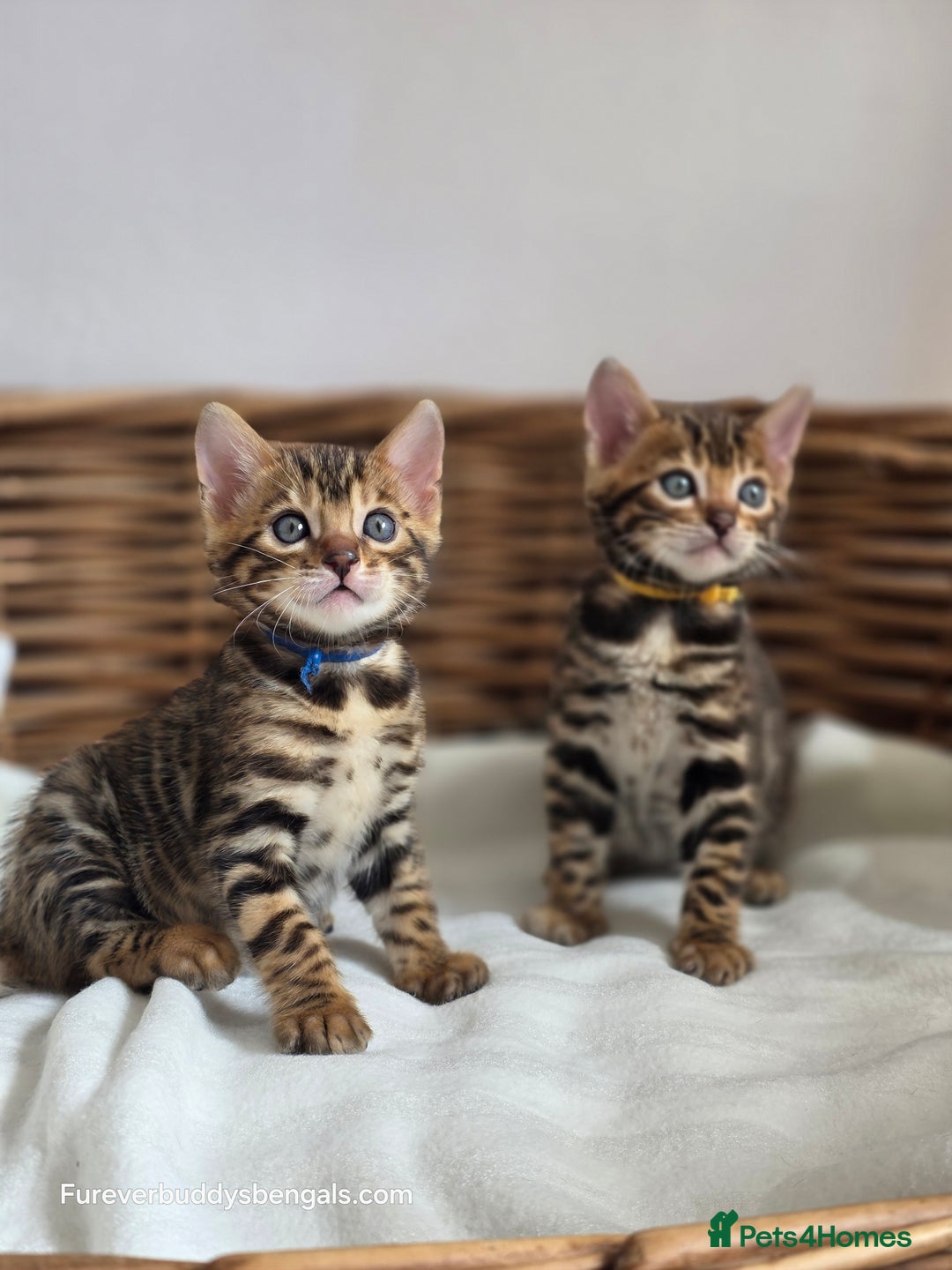 Bengal cats for sale: Gorgeous Pedigree Bengal Kittens  - Image 18