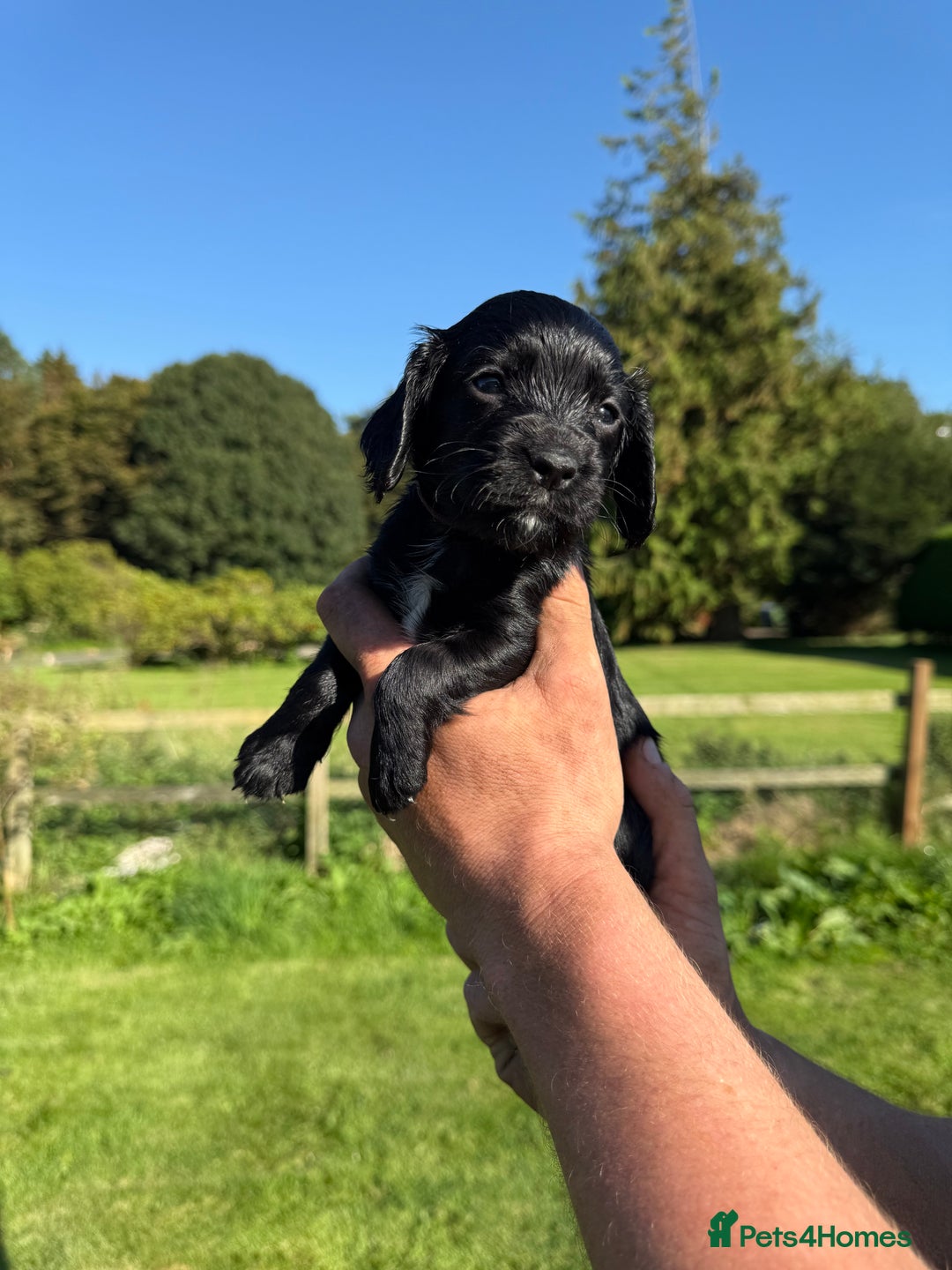 Cocker Spaniel dogs for sale: Working cocker spaniel - Image 10