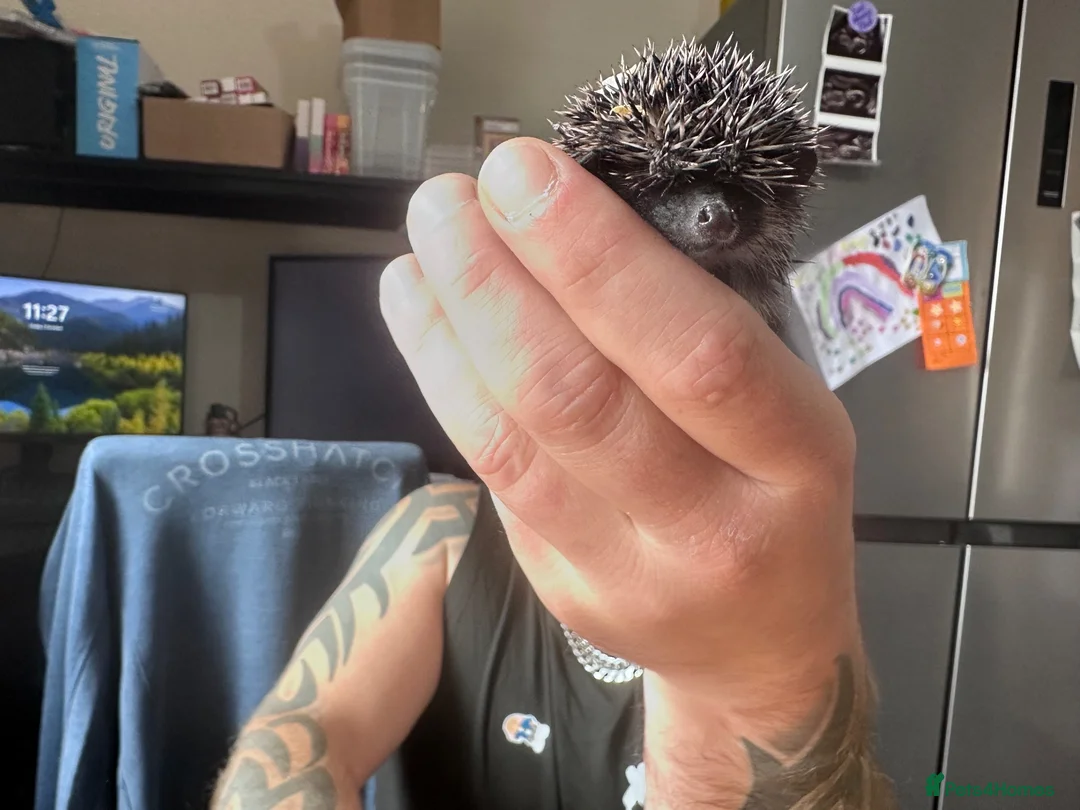 Pygmy Hedgehog rodents for sale: 8 week old pygmy Hedgehogs - Advert 9