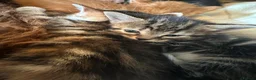 Mixed Breed cats for sale: Kittens - Advert 4
