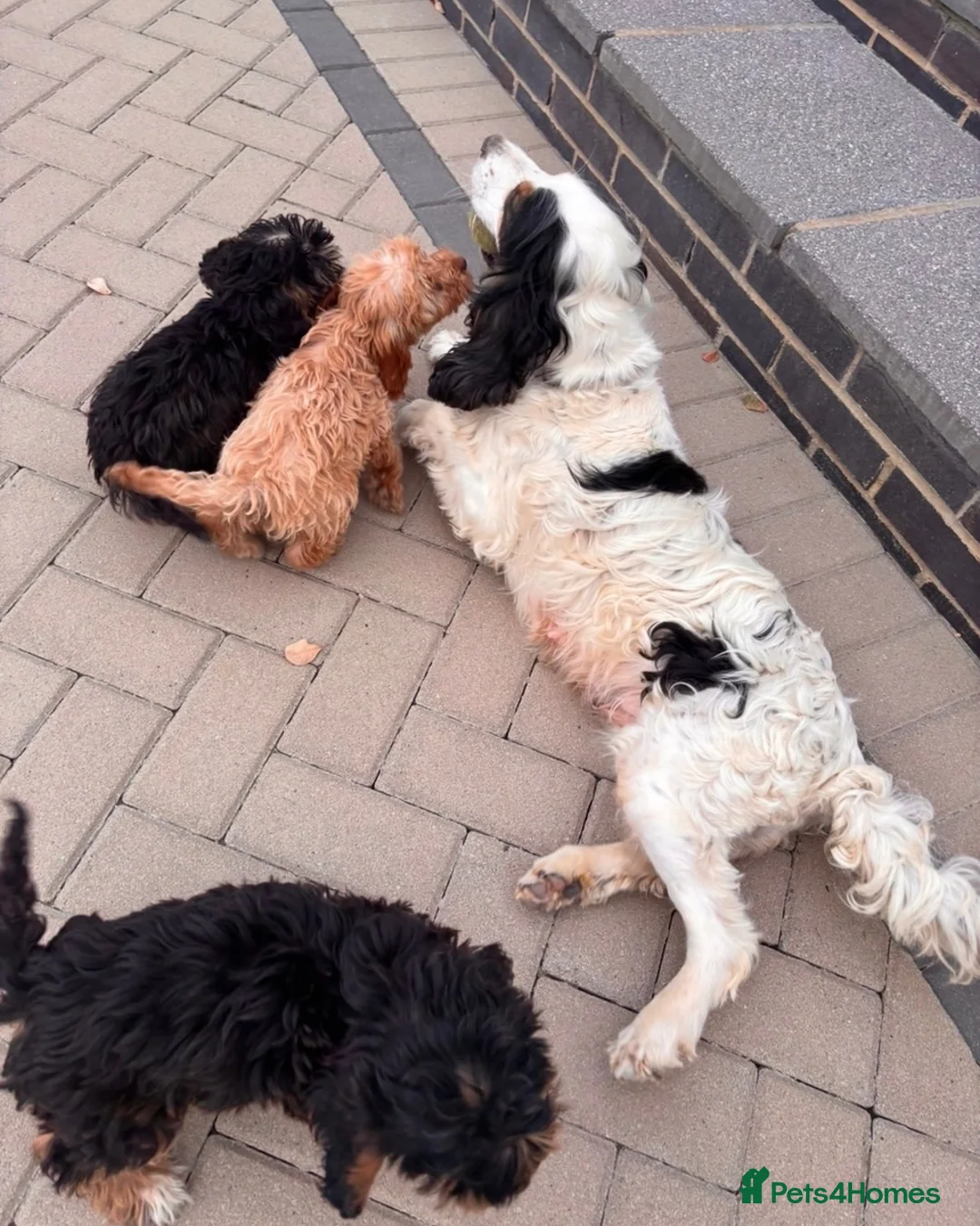Cockapoo dogs for sale: Gorgeous cockatoo puppies - Advert 29