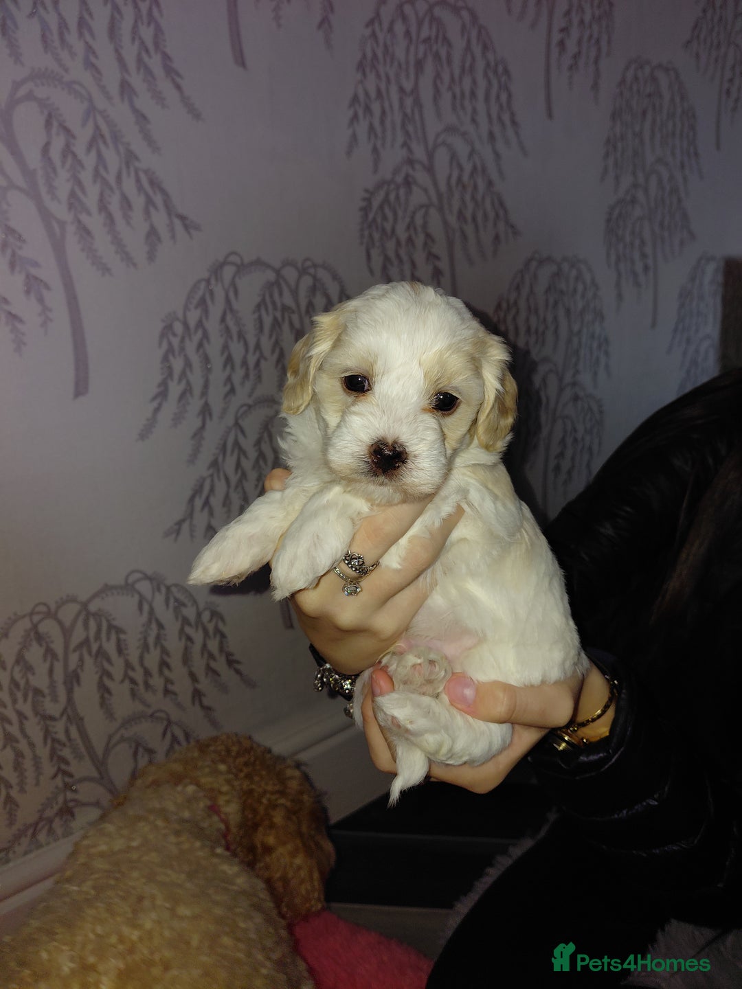 Maltipoo dogs for sale: F1 tiny adorable maltipoo  - Advert 20