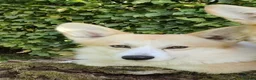 Welsh Corgi Pembroke dogs for sale: Rehoming my stud dog - Advert 2