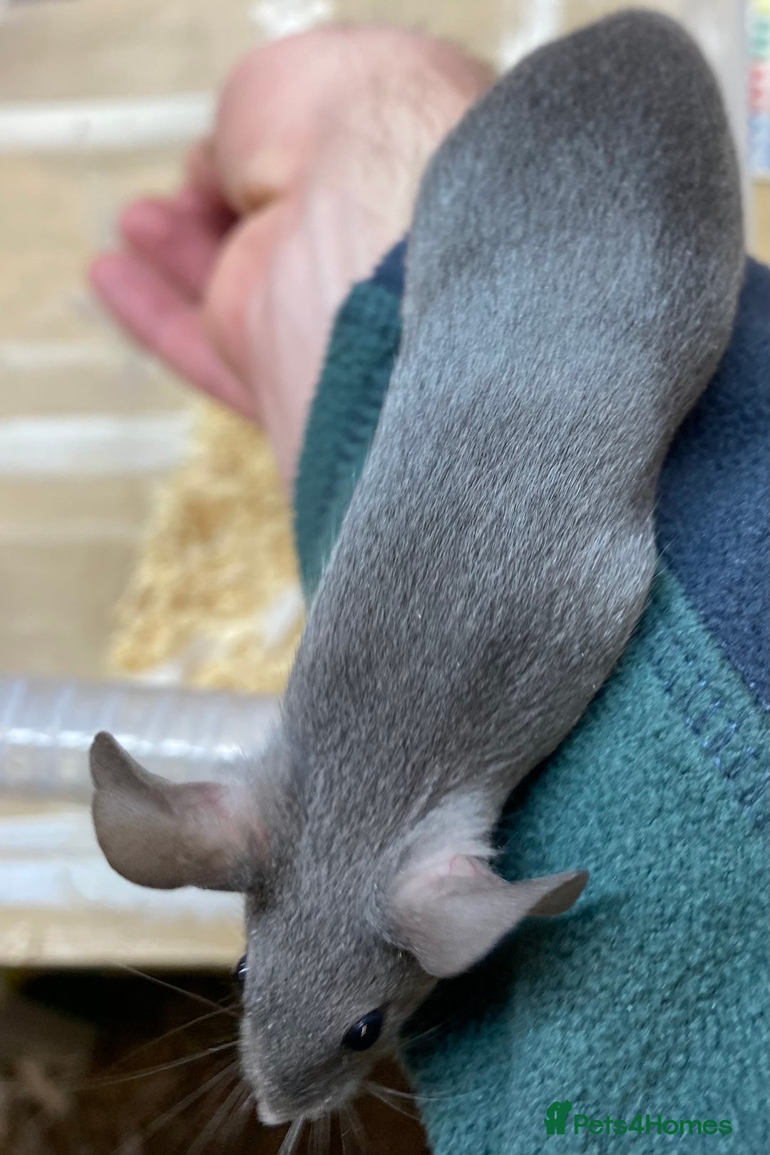 Mouse rodents for sale: Male and Female Fancy Mice - Advert 6