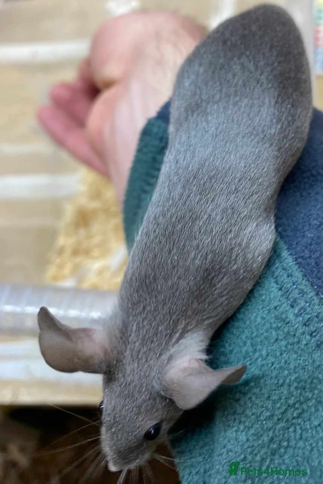 Mouse rodents for sale: Male and Female Fancy Mice - Advert 9