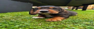 Mixed Breed 1