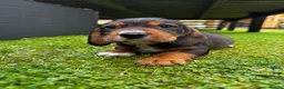 Mixed Breed dogs for sale: Dachshund x Cocker spaniel - Advert 6