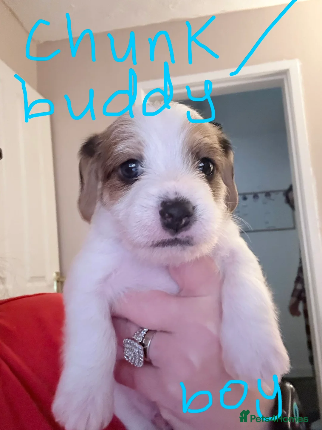 Mixed Breed dogs for sale: 1 boy and 1 girl for sale dashund x poochon - Advert 2