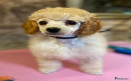 Toy Poodle dogs for sale: Toy poodle puppies ready now. Aberdeenshire - Image 33