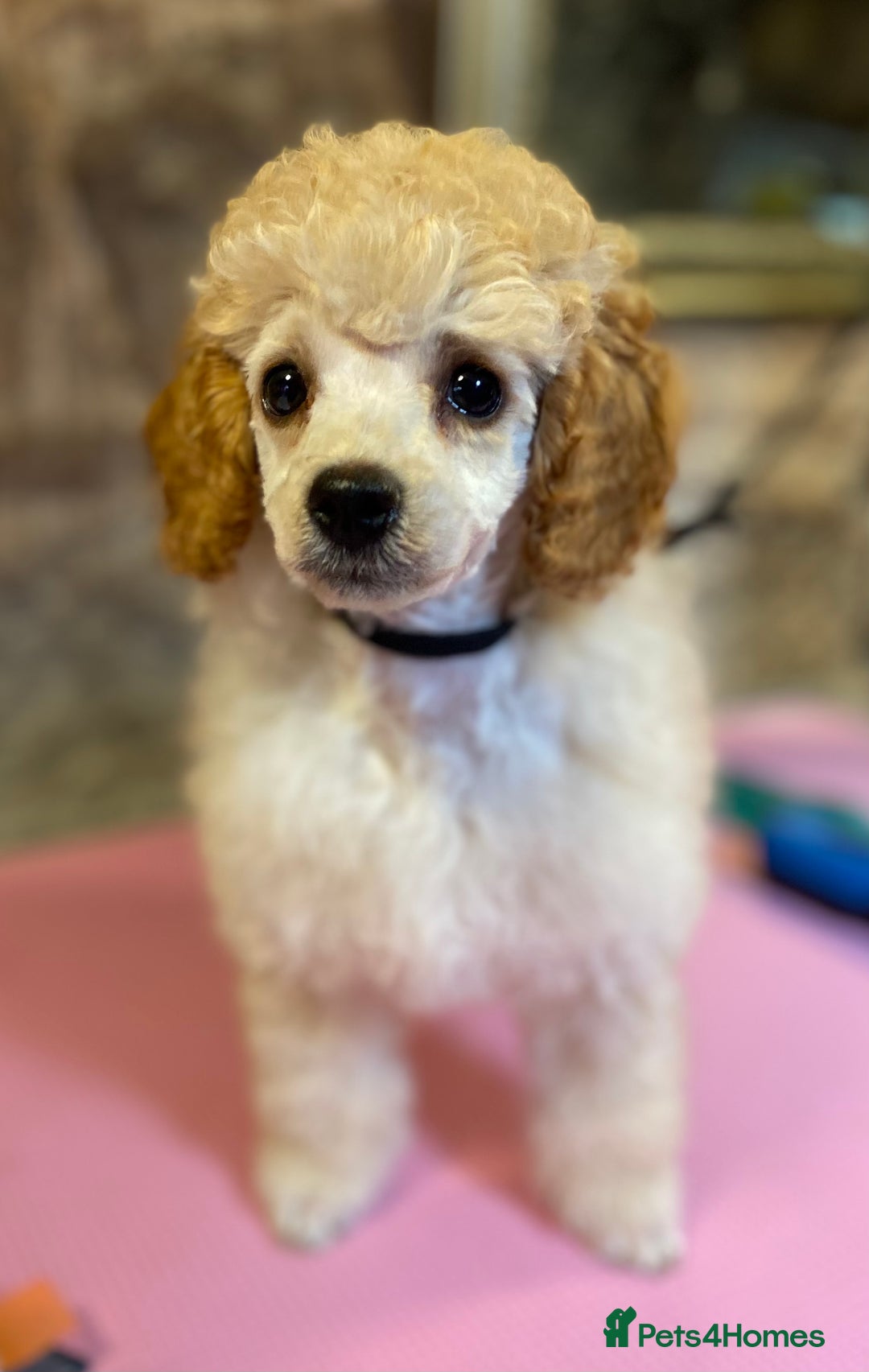 Toy Poodle dogs for sale: Toy poodle puppies ready now. Aberdeenshire - Image 33