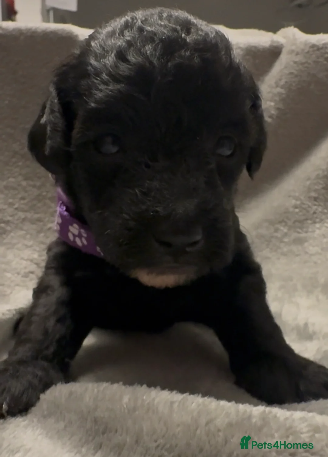 Mixed Breed dogs for sale: Poochon: 87.5% (and 12.5% jack russell) - Advert 9