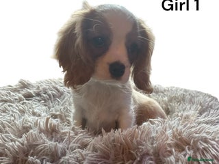 Cavalier King Charles Spaniel dogs cavalier king charles - Advert 16