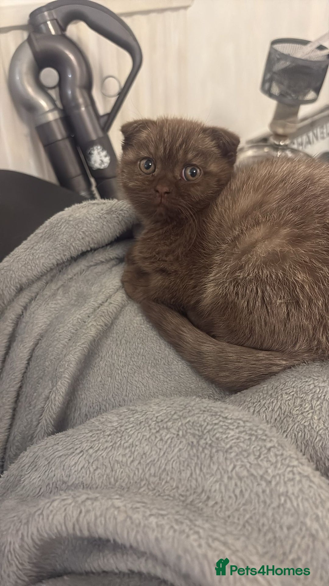 Scottish Fold cats for sale: Stunning chocolate female scottish fold - Image 2