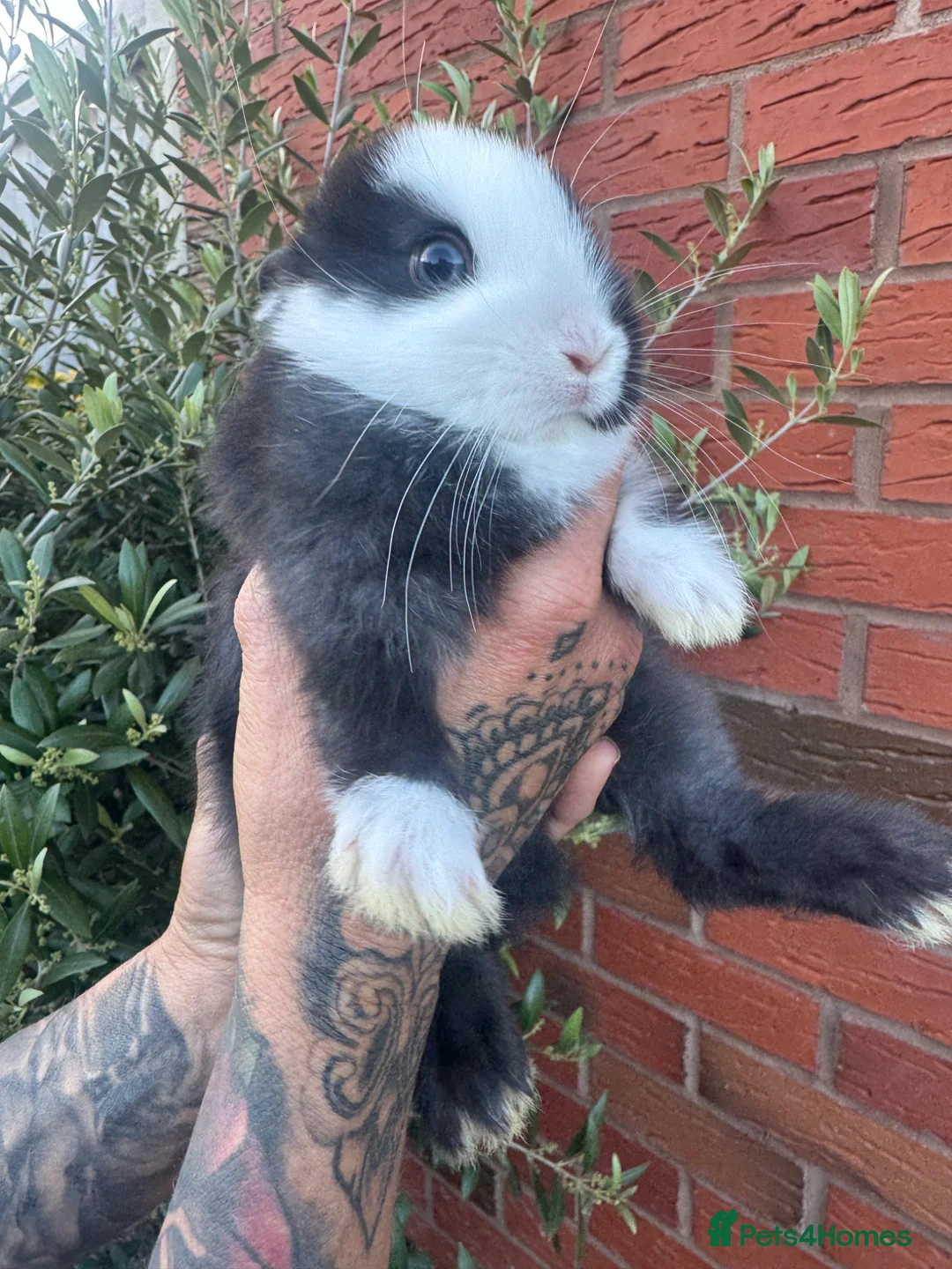 Netherland Dwarf rabbits for sale: Cute Netherland Dwarf rabbit and a eé cute  - Advert 9
