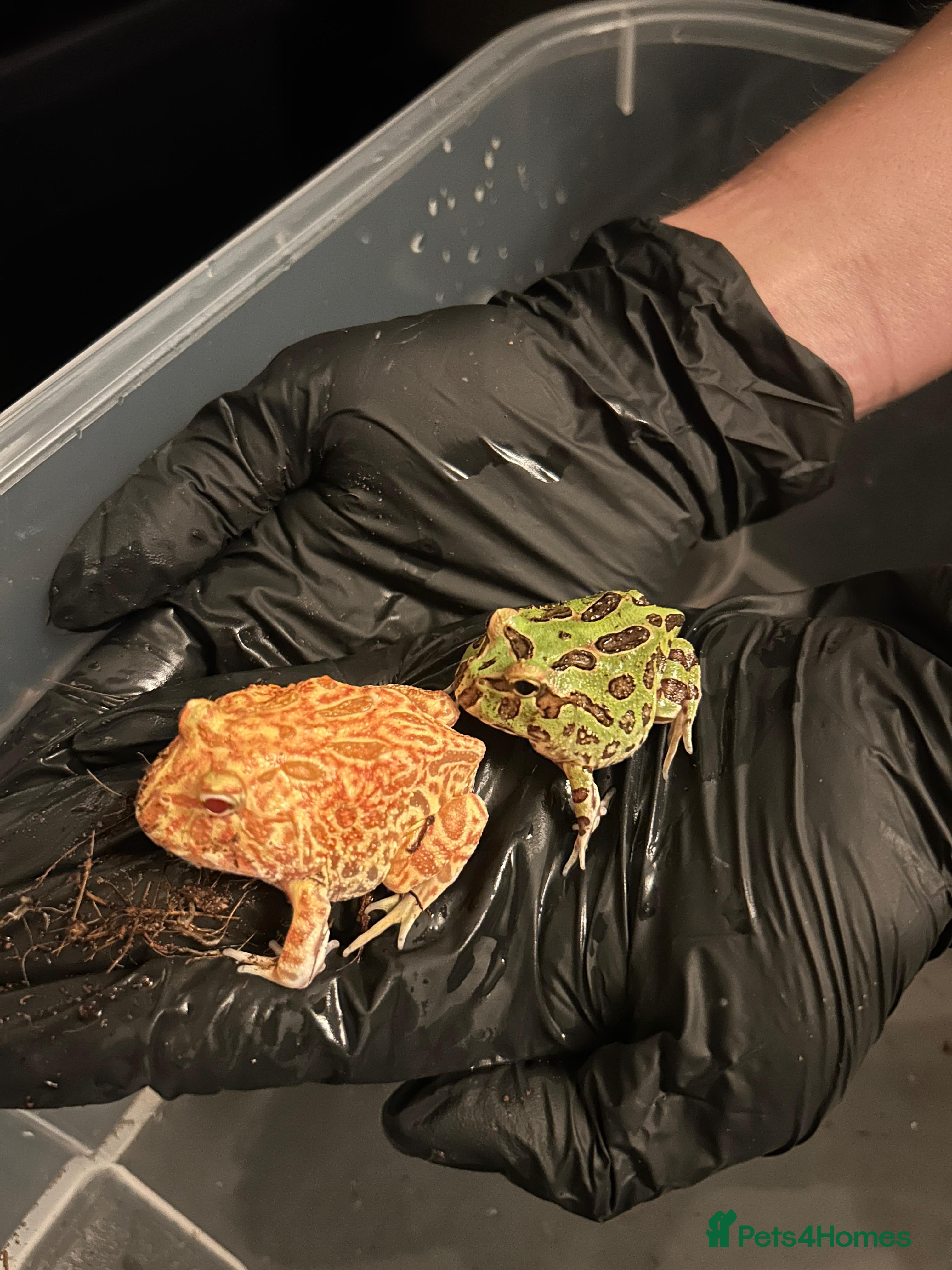 Frog reptiles Pacman Frogs - Advert 2