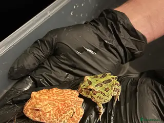 Frog reptiles Pacman Frogs - Advert 2