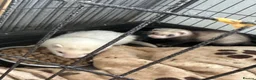 Ferret rodents for sale: £60 for Two ferret kits for sale  - Advert 4