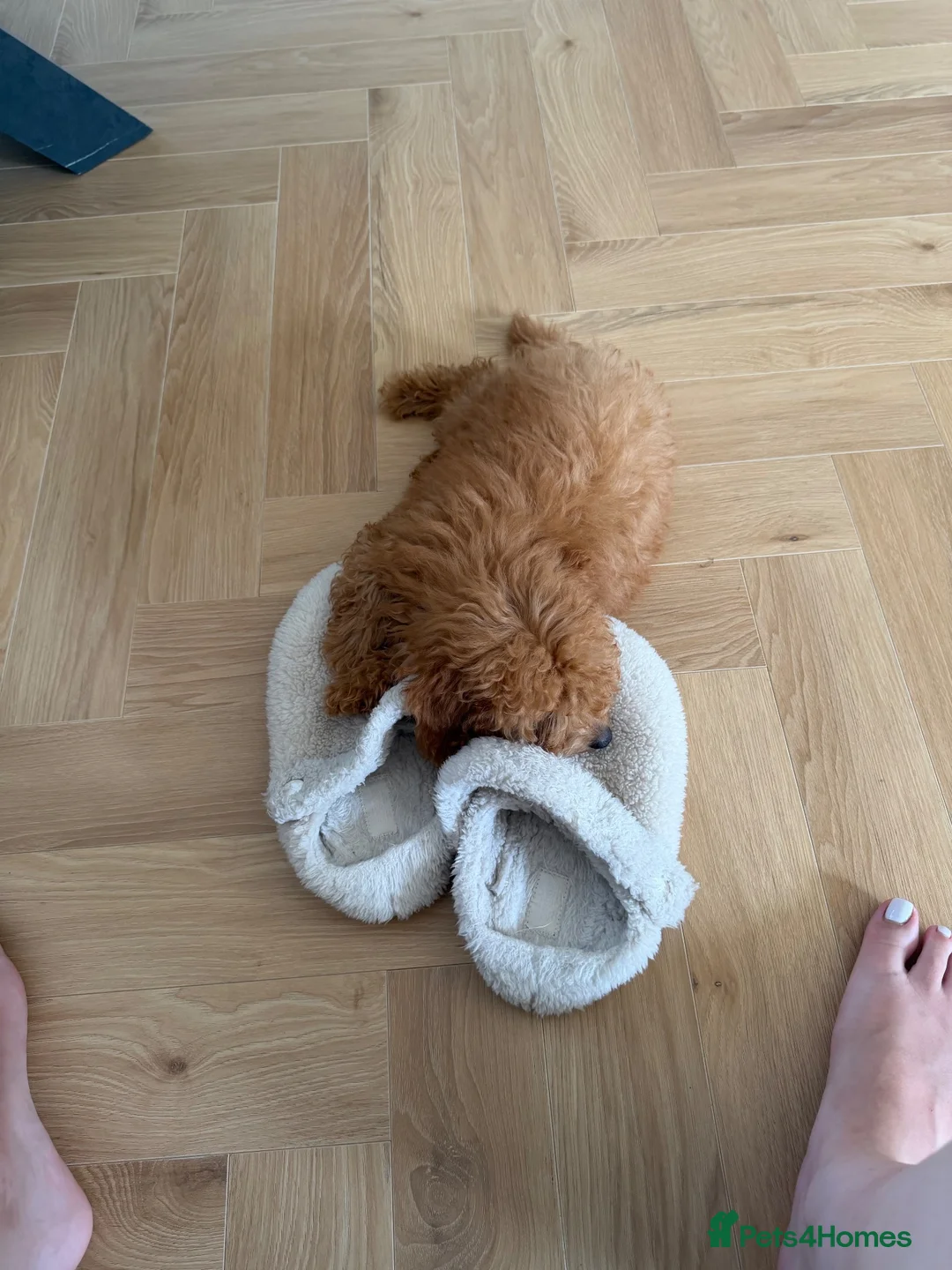 Toy Poodle dogs for sale: Gorgeous tiny toy poodle for sale - Advert 7